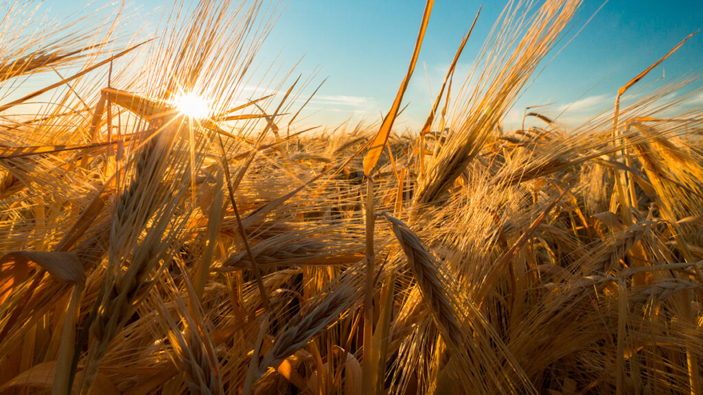 Brown and White Minimalist Modern Agriculture Presentation